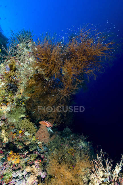 Colorful coral reef in New Ireland — Stock Photo