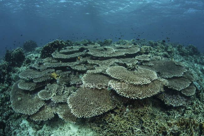 Des coraux sains pour construire des récifs sur les récifs — Photo de stock