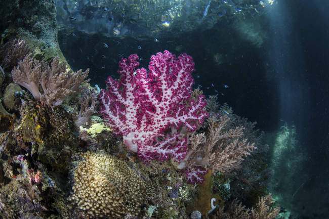 Coralli molli che crescono sulla barriera corallina calcarea — Foto stock