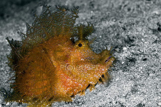 Weedy scorpionfish on seabed — Stock Photo