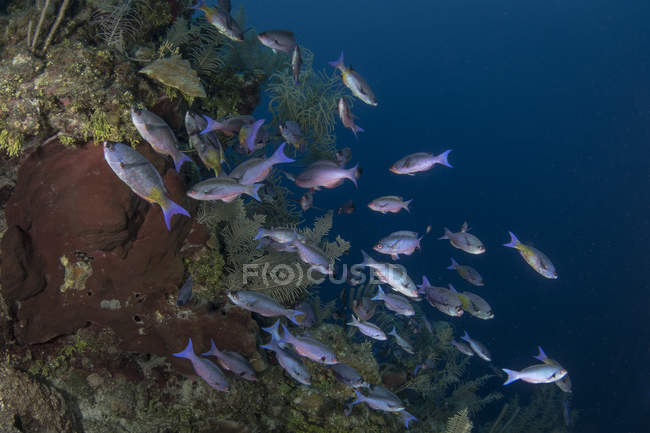 Kreolische Lippfischschule — Stockfoto