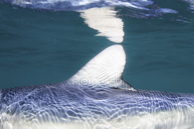Aleta dorsal de tiburón azul - foto de stock