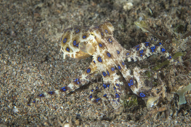 Pieuvre annulaire bleue sur le fond marin — Photo de stock