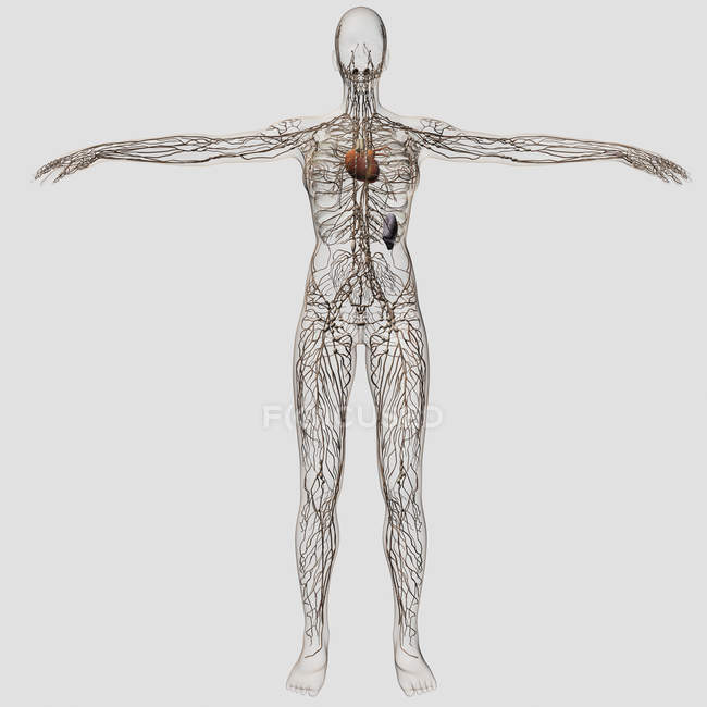 Illustration médicale du système lymphatique féminin avec cœur — Photo de stock