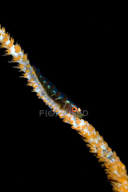 Large whip goby on coral — Stock Photo