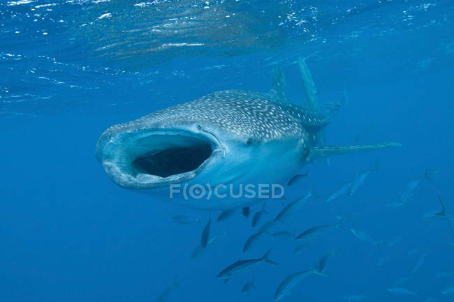 Китова акула плаває з відкритим ротом — стокове фото
