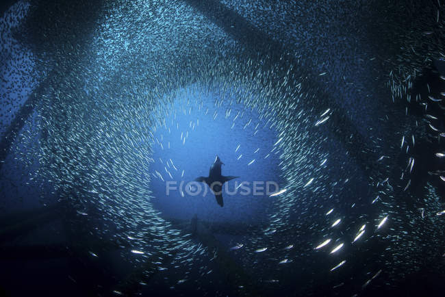Seelöwen jagen in Schwärmen von Köderfischen — Stockfoto