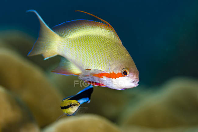 Scalefin anthias peixe com wrasse mais limpo — Fotografia de Stock