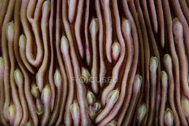 Mushroom coral surface closeup shot — Stock Photo