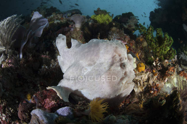 Riesen-Anglerfisch am Korallenriff — Stockfoto