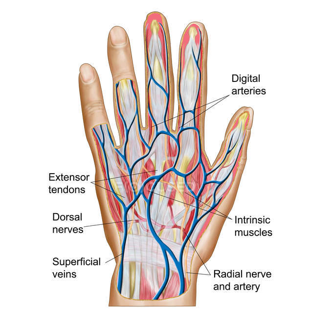 Anatomia del dorso della mano umana — Foto stock