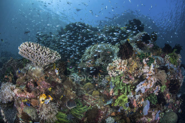Farbenfrohe Korallenriffe mit Fischen bedeckt — Stockfoto