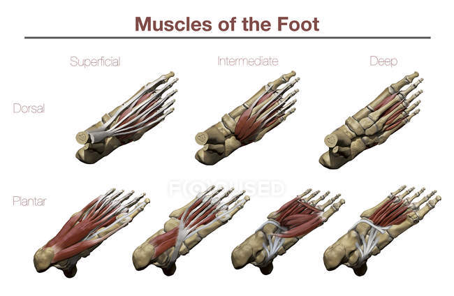 Pies con músculos plantares superiores e inferiores y estructuras óseas con anotaciones - foto de stock