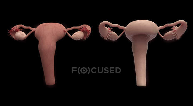 Representación 3D del sistema reproductor femenino sobre fondo negro - foto de stock