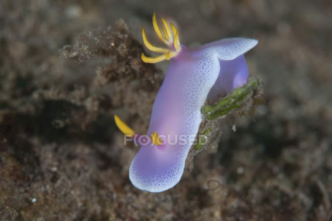 Hypselodoris bullockii nudibranquio - foto de stock