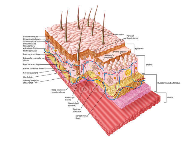 Illustrazione medica dell'anatomia della pelle umana — Foto stock