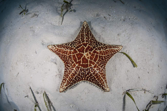 Estrela-do-mar da Índia Ocidental — Fotografia de Stock