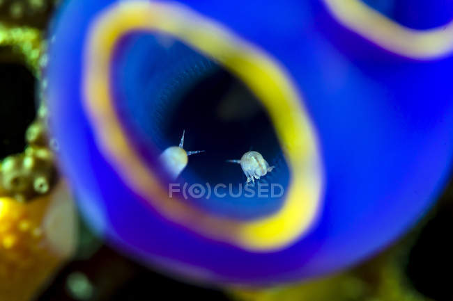 Isópodes dentro de tunicado pintado de azul — Fotografia de Stock