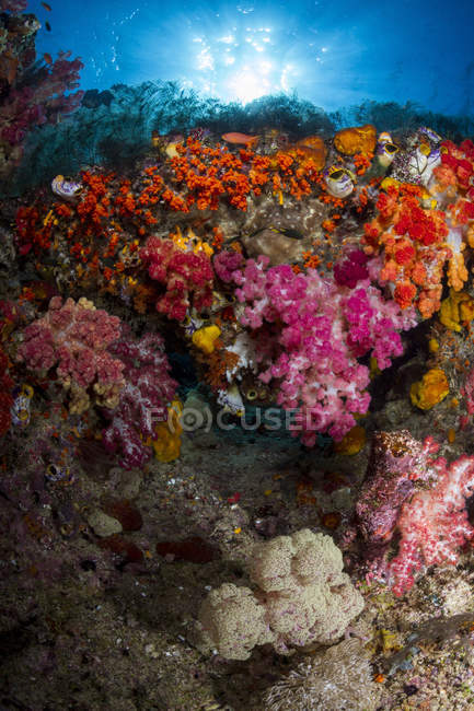 М'які корали Раджа Ampat — стокове фото