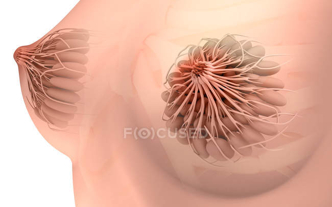 Medical illustration of female breast anatomy — Stock Photo
