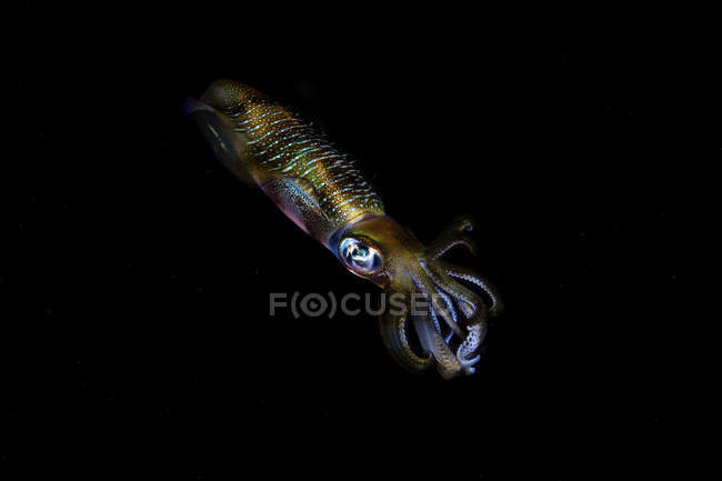 Calmar de récif à grandes nageoires planant dans l'obscurité — Photo de stock