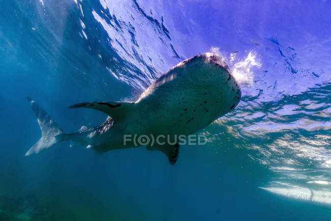 Walhai in der Nähe der Oberfläche — Stockfoto