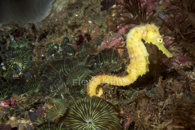 Hippocampe jaune gros plan — Photo de stock
