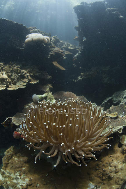 Colonia corallina eliofungia sulla barriera corallina — Foto stock