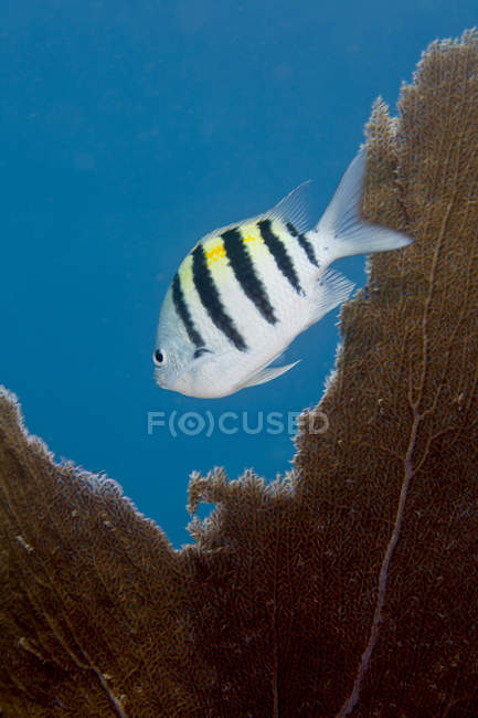 Feldwebel Major Damefische in der Nähe von Meer Fan — Stockfoto