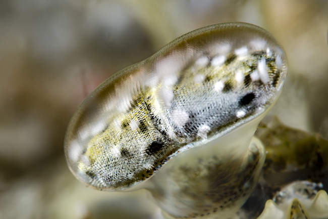 Глаз креветки-богомола — стоковое фото