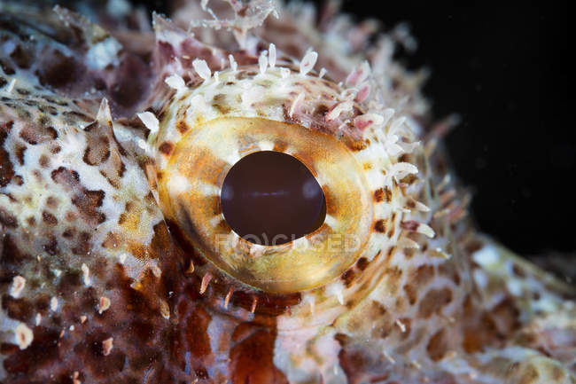 Scorpionfish eye closeup shot — Stock Photo