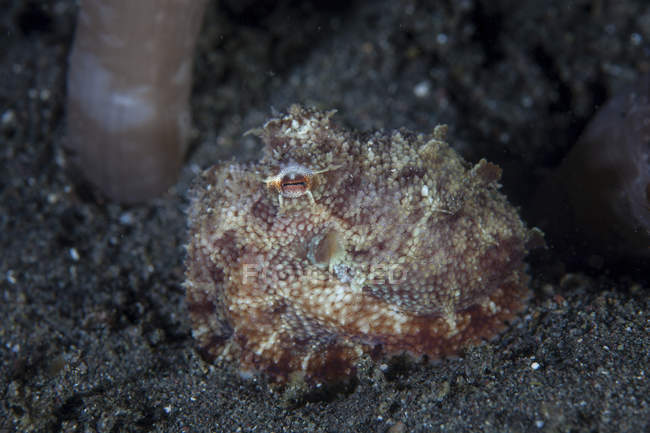 Камуфляж осьминога на песчаном морском дне — стоковое фото