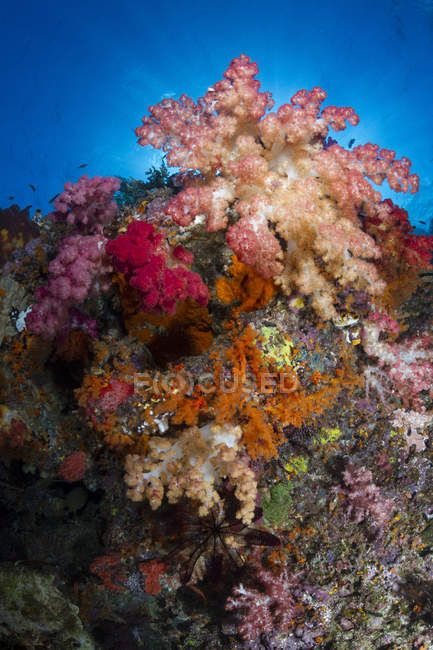 Corais macios em Raja Ampat — Fotografia de Stock