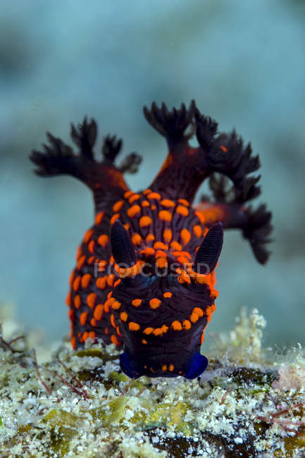 Nembrotha nudibranch closeup shot — Stock Photo