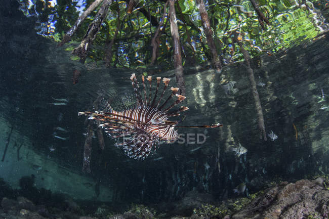 Львиная рыба, плавающая в мангровых зарослях — стоковое фото