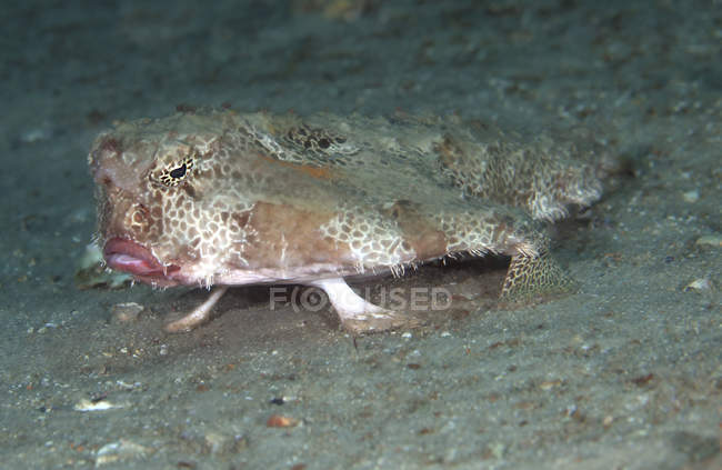Polka-dot batfish standing on leg-like fins — Stock Photo