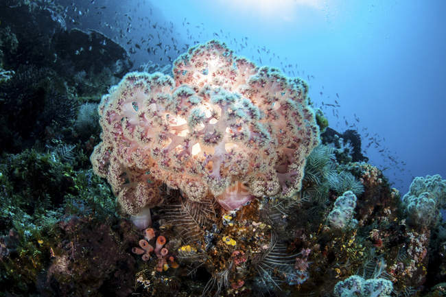 Colonie de corail mou sur le récif — Photo de stock
