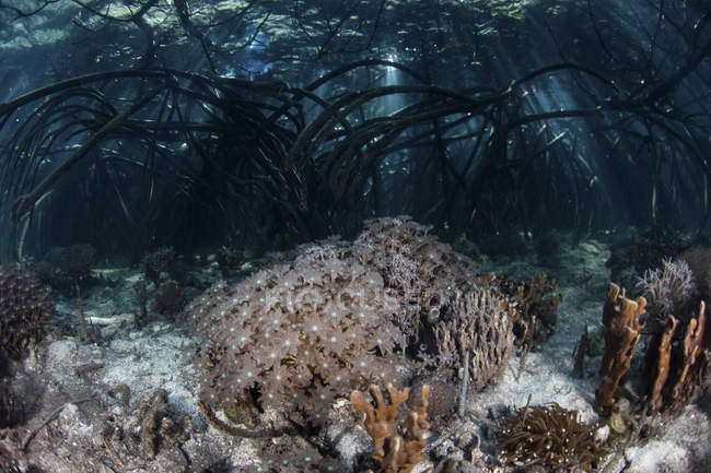 Кораллы, растущие на краю мангрового леса — стоковое фото