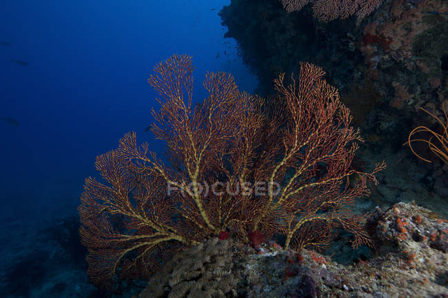 Fan de la mer gorgonienne sur le récif fidjien — Photo de stock