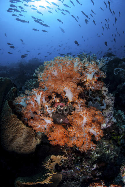 Orangefarbene Weichkorallen und Fischschwärme — Stockfoto