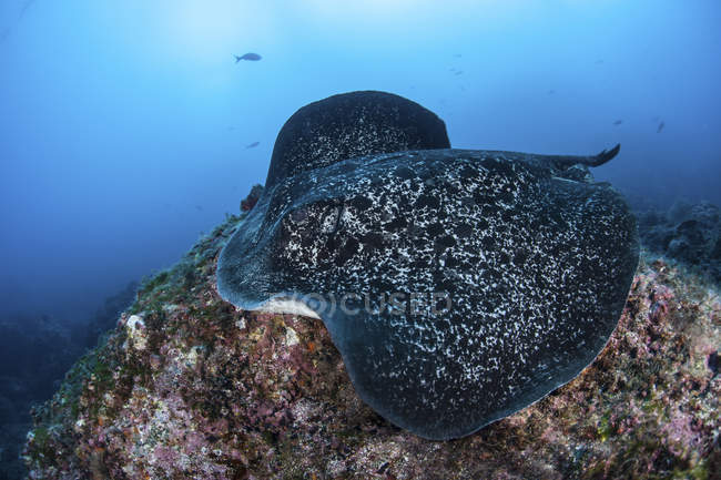 Grande arraia-mancha-preta nadando sobre o fundo do mar rochoso perto da ilha de Cocos, Costa Rica — Fotografia de Stock