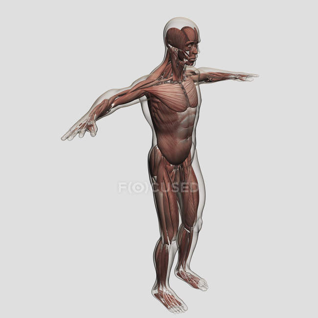 Анатомія чоловічого м'язову систему на білому тлі — стокове фото