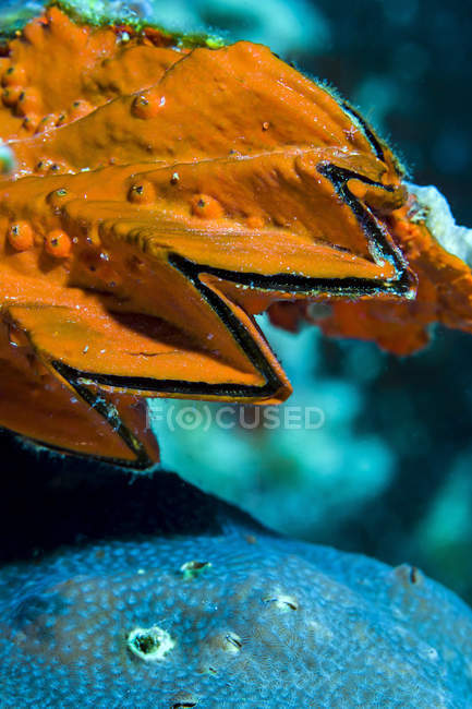 Guscio di ostrica primo piano colpo — Foto stock