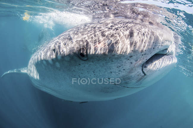 Китовая акула у поверхности воды — стоковое фото