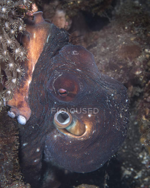Octopus closeup shot — Stock Photo