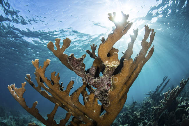 Colony of elkhorn coral growing on reef — стоковое фото