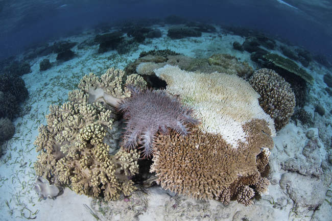 Corona de espinas estrella de mar sobre corales - foto de stock