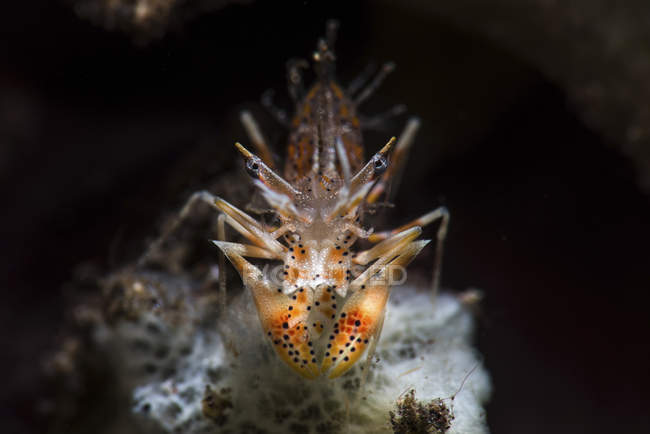 Crevettes tigrées épineuses — Photo de stock