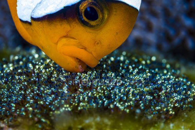 Anemonenfisch mit Eiern — Stockfoto