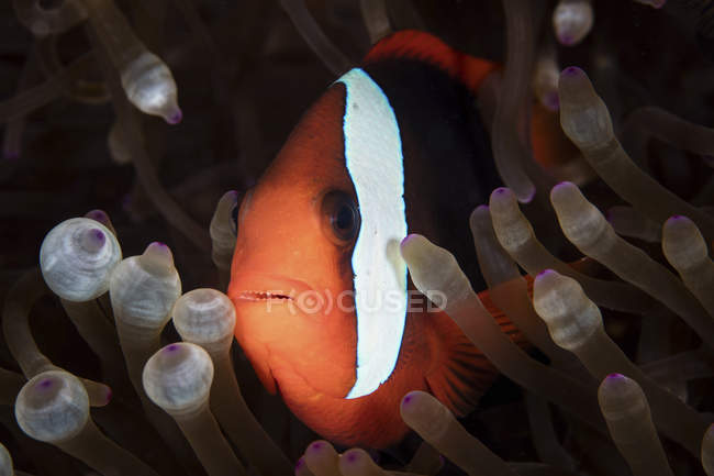 Клоун плавання серед anemone щупальця — стокове фото